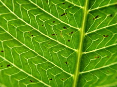 Meniscium reticulatum