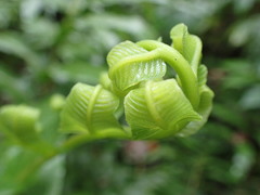 Meniscium reticulatum