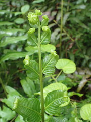 Meniscium reticulatum