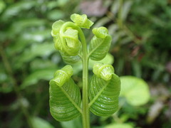 Meniscium reticulatum