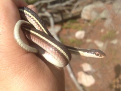 Thamnophis saurita septentrionalis