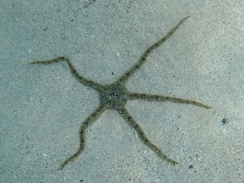 Ophioderma appressum observed 2026-01-09