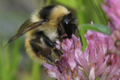 Bombus mesomelas