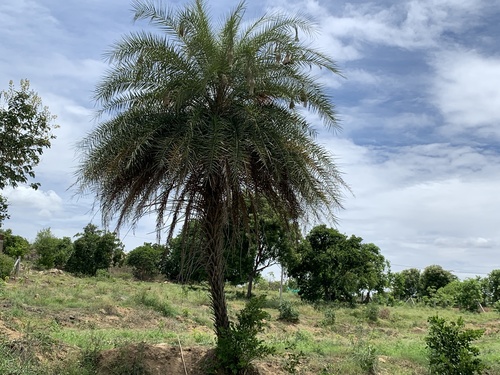 Phoenix sylvestris