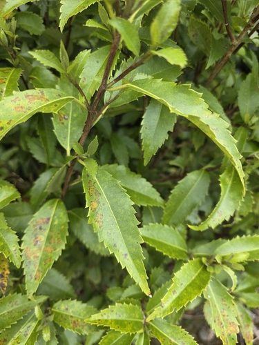 Hoheria ovata, photograph 1