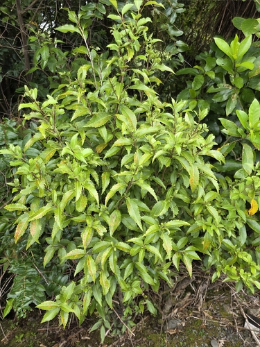 Hoheria ovata, photograph 2