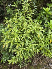 author not stated, no rights reserved Hoheria ovata, photograph author not stated, no rights reserved