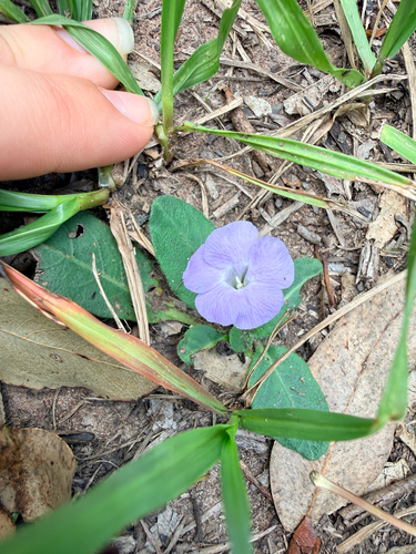 Brunoniella acaulis, 2026-01-21
