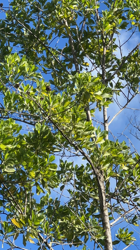 Acacia mangium observed 2026-01-01