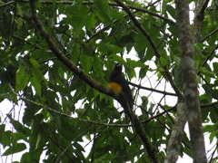 Trogon viridis