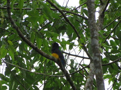 Trogon viridis