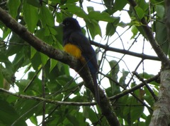 Trogon viridis