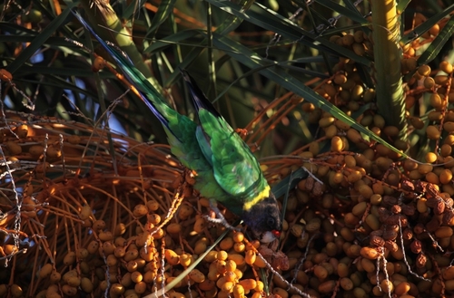 Australian Ringneck (Barnardius zonarius), photo 4
