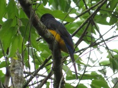 Trogon viridis
