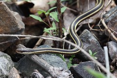 Thamnophis saurita septentrionalis