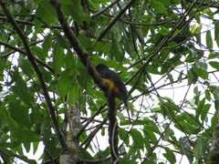 Trogon viridis