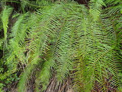 Pteris longifolia