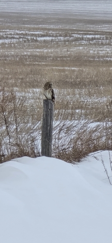 View observation of {o.common_name} on iNaturalist