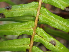 Pteris longifolia
