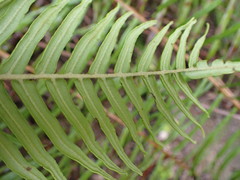 Pteris longifolia