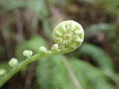 Pteris longifolia