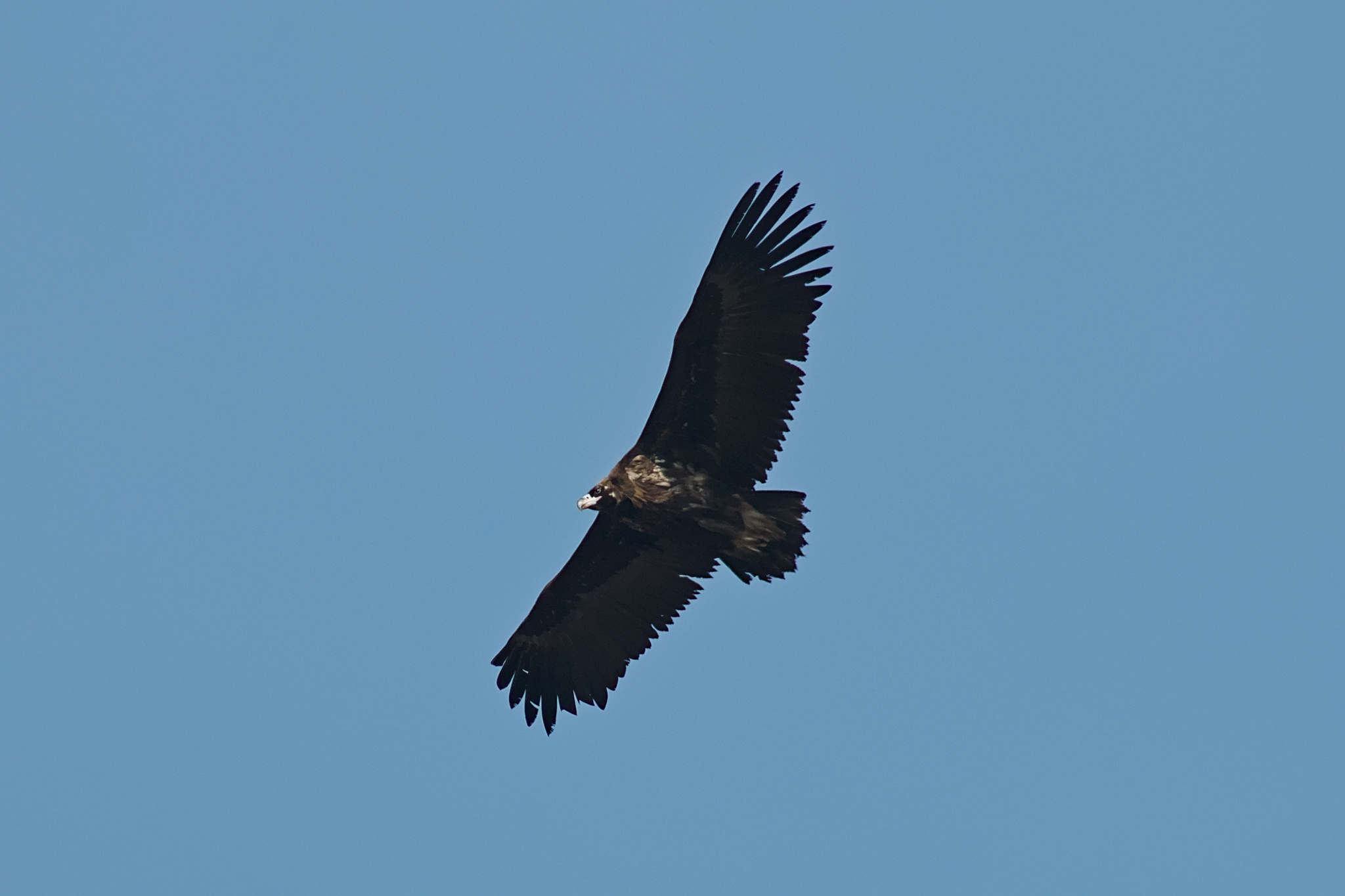 Aegypius monachus (Linnaeus, 1766)
