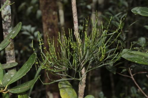 Korthalsella disticha observed 2023-06-22