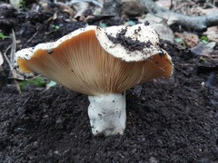 Lactarius mairei