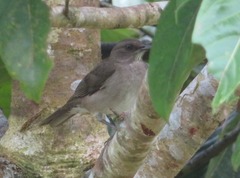 Turdus ignobilis debilis