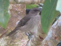 Turdus ignobilis debilis