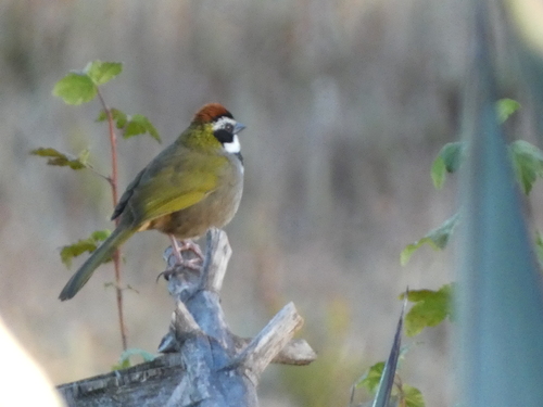 Collared Towhee (Pipilo ocai)