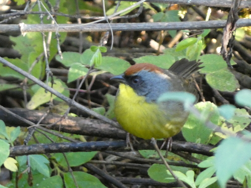 Rufous-capped Brushfinch (Atlapetes pileatus), photo 2
