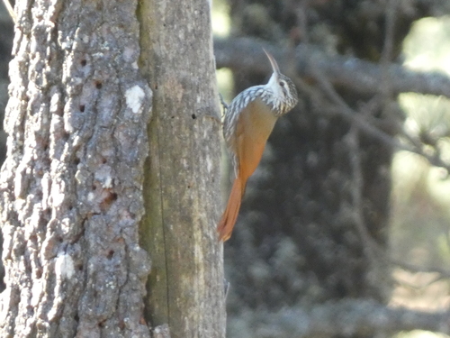 White-striped Woodcreeper (Lepidocolaptes leucogaster)