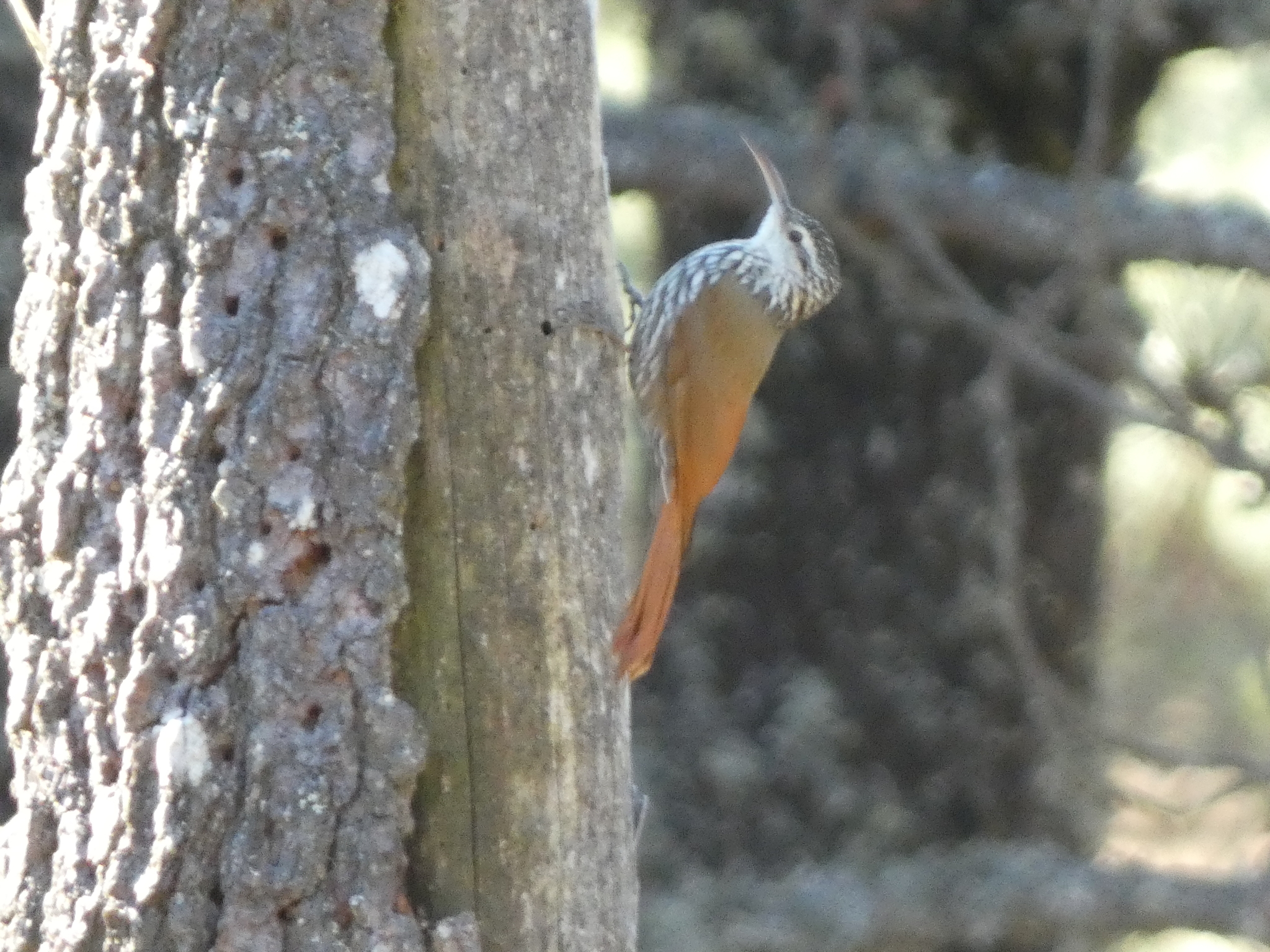 White-striped Woodcreeper (Lepidocolaptes leucogaster), photo 1