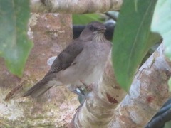 Turdus ignobilis debilis