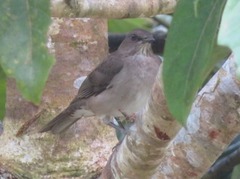Turdus ignobilis debilis