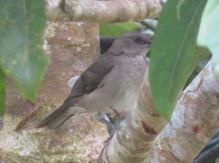 Turdus ignobilis debilis