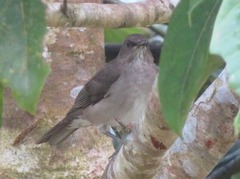 Turdus ignobilis debilis