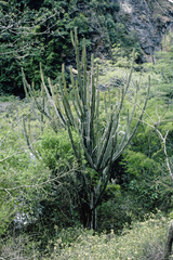 Cereus stenogonus