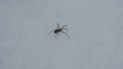 Pityohyphantes phrygianus