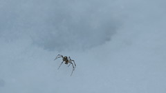 Pityohyphantes phrygianus