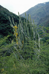 Cereus stenogonus