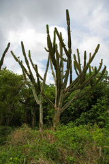 Cereus stenogonus