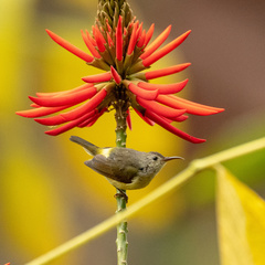 Aethopyga gouldiae