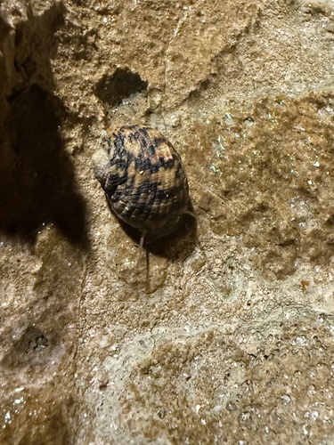 Nerita peloronta