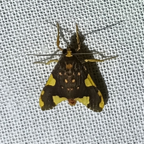 Parevia metachryseis
