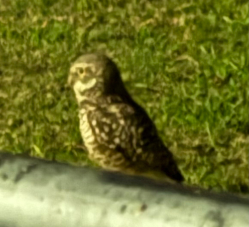 View observation of {o.common_name} on iNaturalist