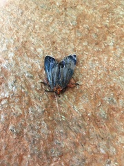 Apistosia judas
