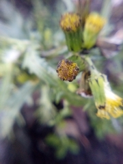 Senecio vulgaris