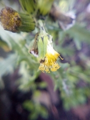 Senecio vulgaris